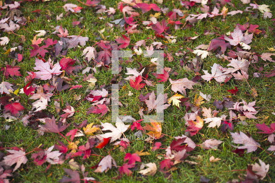 fall leaves on the ground 