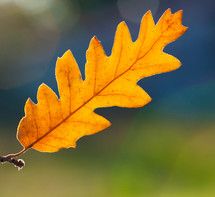 yellow oak leaf 