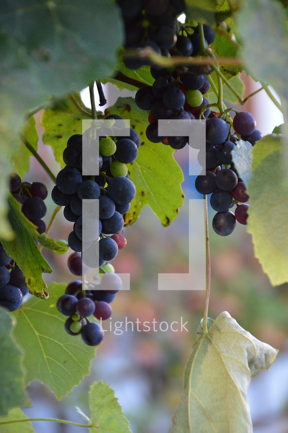 vines with fruits 