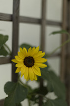 Yellow flower growing on a trellis