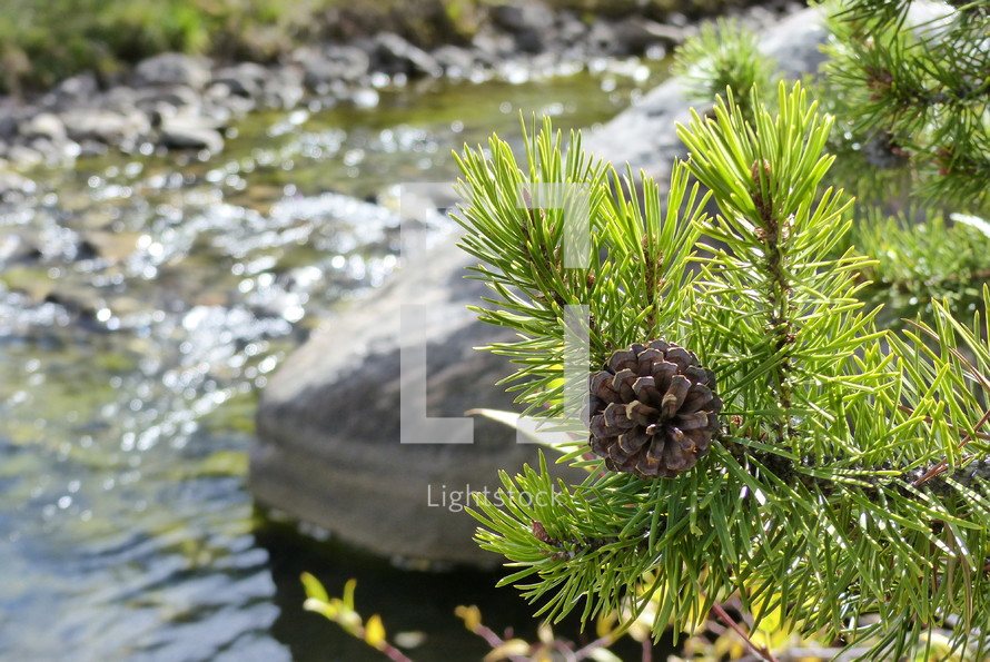 pine branch with blurred rock and moving water beyond