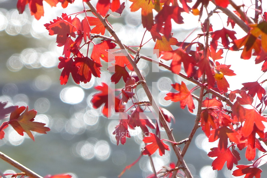 red leaves on branches in bright sunshine with bokeh in background