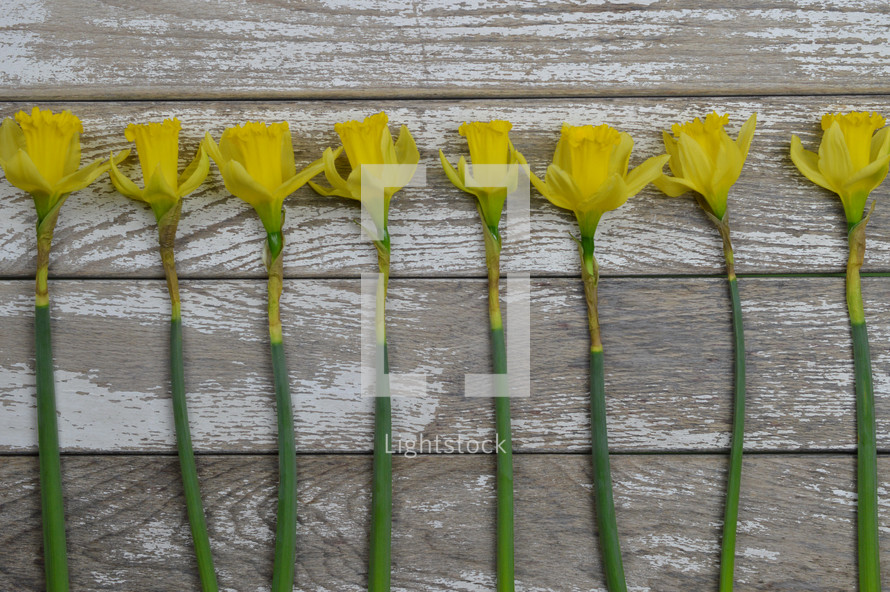 row of yellow daffodils 