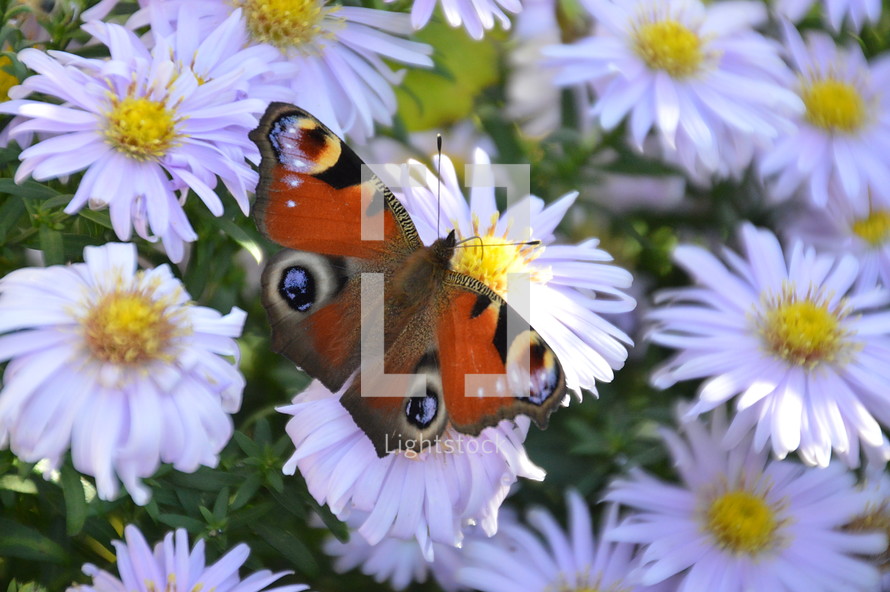 butterfly on white daisies