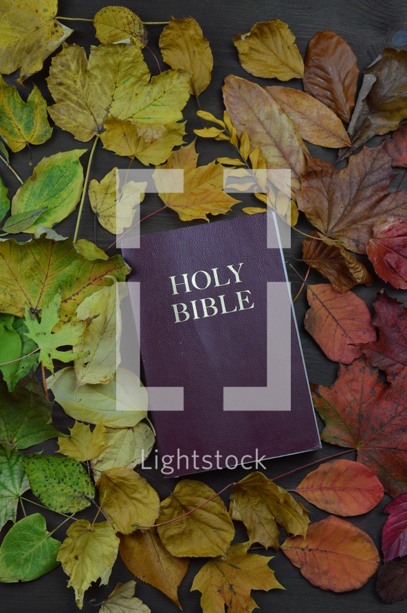Holy Bible surrounded by fall leaves  - 
colorful changeable autumn leaves in color gradient on brown wood with a bible in the middle