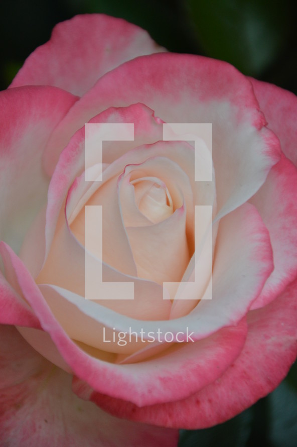 white rose with pink rims