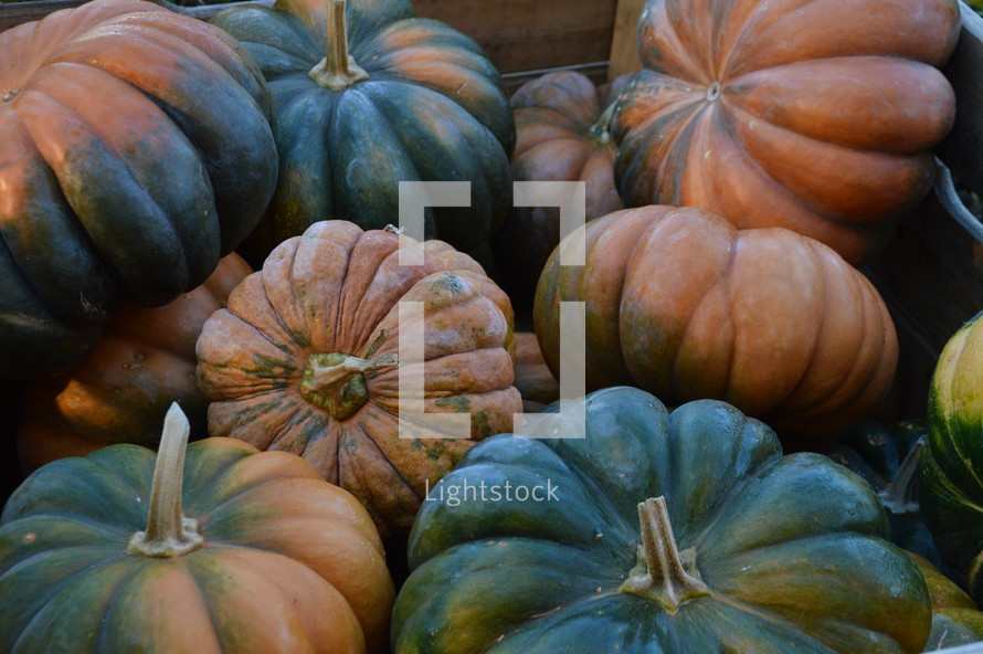 big orange and green pumpkins - Cucurbita moschata - musquee -  musque de Provence pumpkin