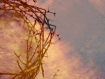 crown of thorns,
