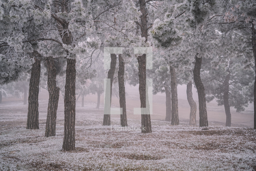 Frozen trees in the misty forest