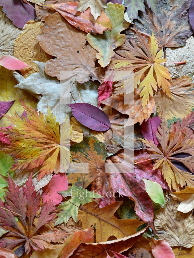 colorful autumn leaves. 

