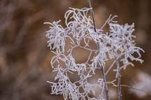 Close-up vies of frozen plants