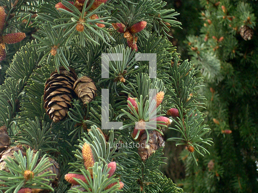 pine needles and pine cones 