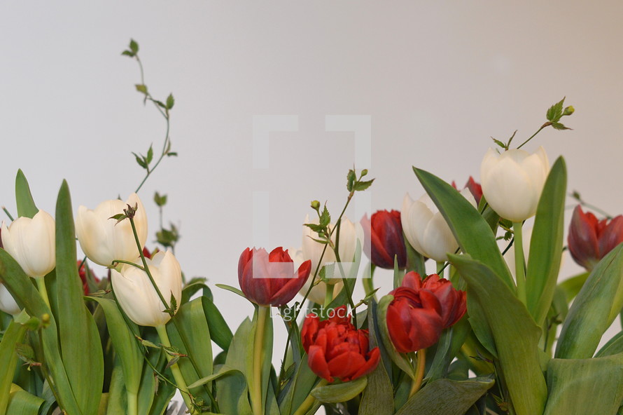 Row of red and white tulips in front of a white background. 
tulips, red, white, tulip, bloom, blossom, bright, spring, flower, flowers, creation, green, beauty, beautiful, nice, lovely, fine, pleasant, fair, pretty, plant, flourish, natural, leaves, leaf, green, mother's day, mother, mom, mum, mommy, March, April, May, gift, present, thank you, thanks, floral, bunch, row, frame, edge, rim