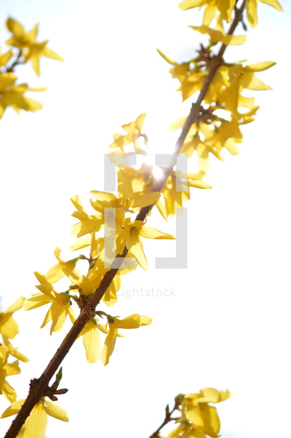 bright yellow forsythia in front of white background with backlight