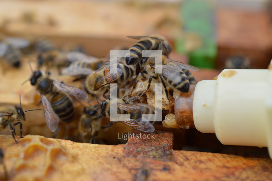 honey bees helping their queen while hatching
