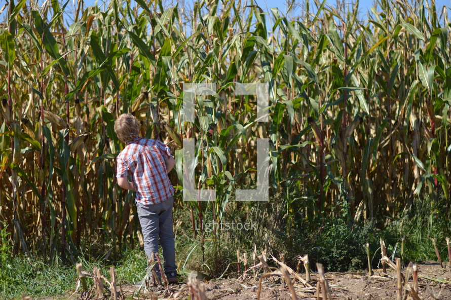 a child in a corn field 