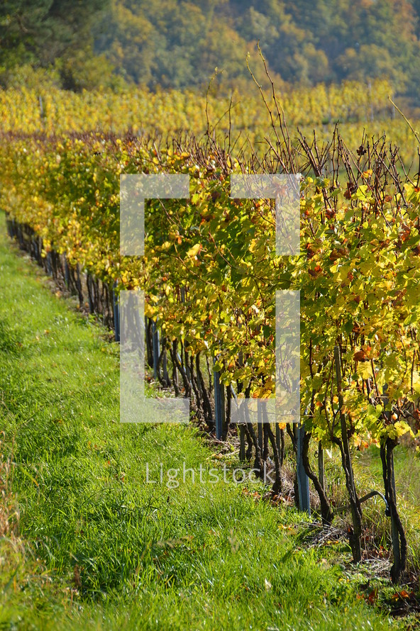 vineyard in the bright colors of autumn. 
vines, vineyard, vine, tendril, leaf, leaves, tendril of vine, vine stock, branch, branches, hold, hold on, clutch, hang on, stay, remain, dwell, continue, keep, grow, growth, growing, fruit, fructiferous, fruit setting, bear, yield, grapes, grape, acreage, vineyard cultivation, cultivation, harvest, harvesting, rich, vintner, winegrower, wine grower, nature, crop,  natural, plant, plants, outdoor, fruits, ripe, mellow, mellowly, autumn, fall,  kingdom of heaven, landowner, kingdom, parable, workers, Matthew 20, hire, hired, last, first, generous, color, colors, colorfully, colorful, change, changing, red, green, season, seasons