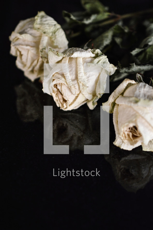 dried roses on a black background 