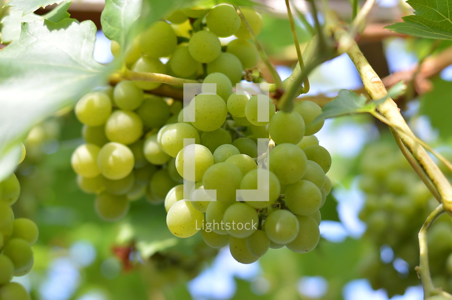 vines with fruits. 
vines, vineyard, vine, tendril, leaf, leaves, tendril of vine, vine stock, branch, branches, hold, hold on, clutch, hang on, stay, remain, dwell, continue, keep, grow, growth, growing, fruit, fructiferous, fruit setting, bear, yield, grapes, grape, acreage, vineyard cultivation, cultivation, harvest, harvesting, rich, vintner, winegrower, wine grower, nature, natural, plant, plants, outdoor, fruits, ripe, mellow, mellowly, autumn, fall, crop, green, summer, outdoors, creation, sweet