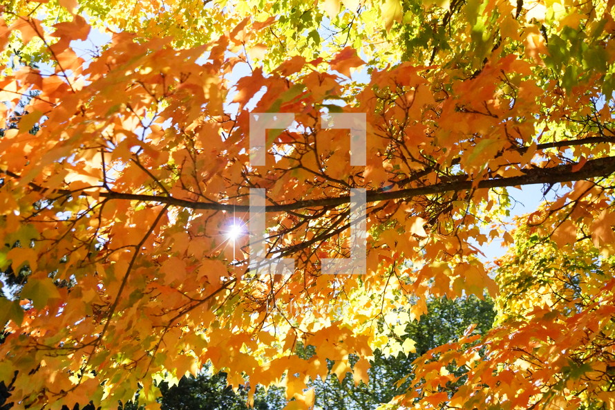golden and yellow leaves on a fall tree 