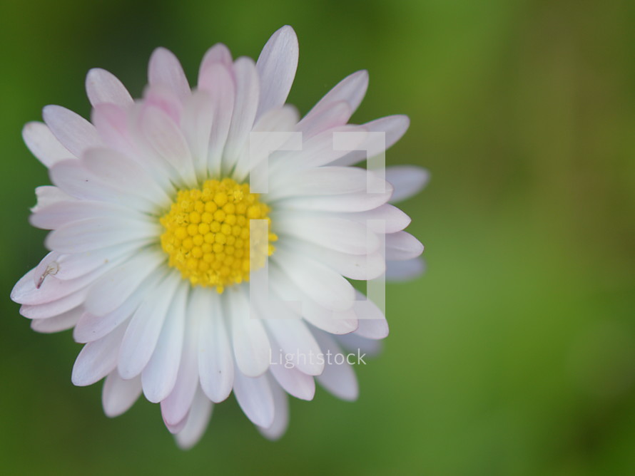 one single daisy in the grass