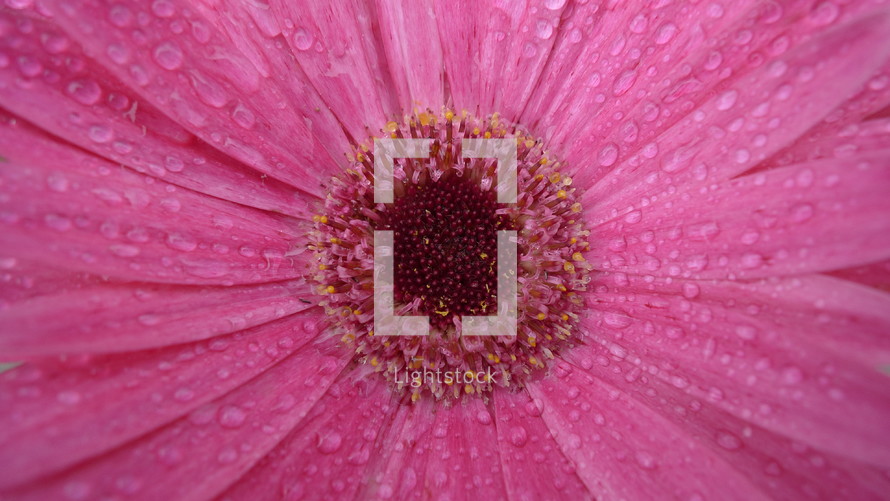 close-up of a pink gerber daisy