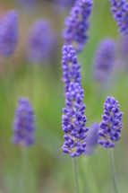 delicate purple flowers - lavender