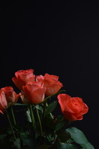 roses against a black background 