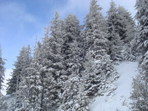 winter evergreen forest 
