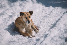 Dog sitting on the snow