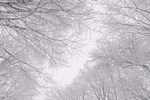 Snowy trees in the forest