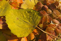 leaves with dew. Autumn, fall, season, harvest.