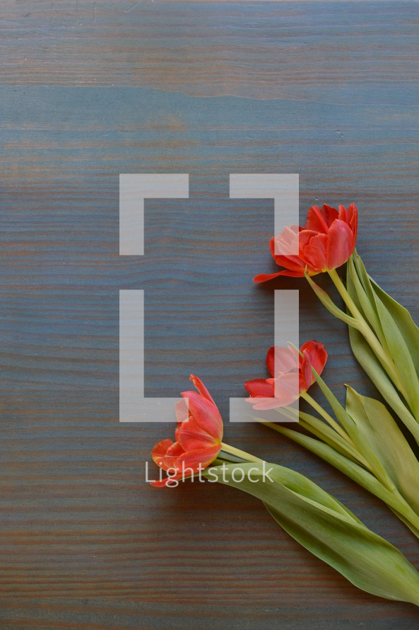 three red tulips on a cyan wooden table 