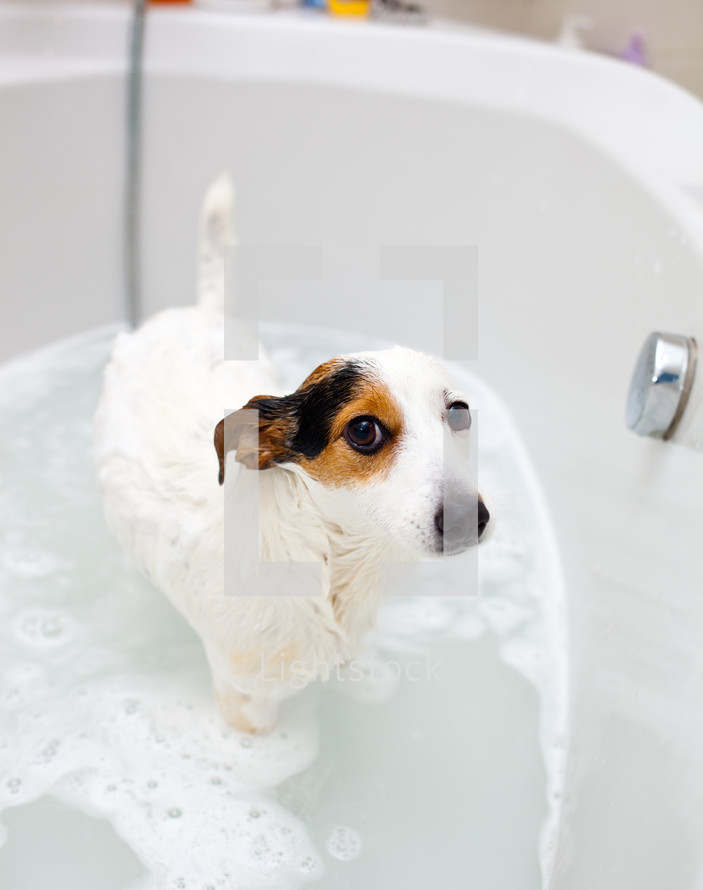 Jack Russell Terrier getting a bath 