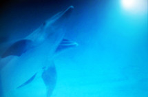 A pair of Dolphins swim towards the light under a blue calm sea off the Atlantic Ocean. 