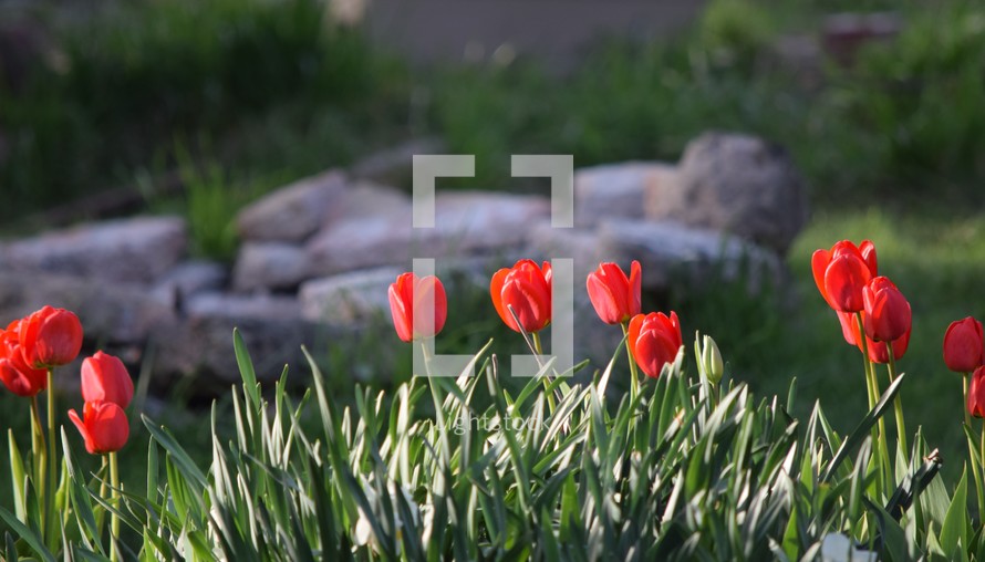red tulips in a flower bed 