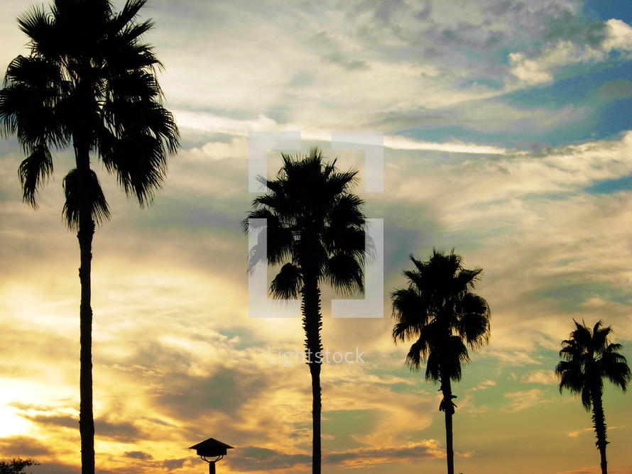 A row of silhouetted palm trees standing in a row against a golden sunset along the gold coast of California. This image looks like something taken from the Middle East or any Tropical setting such as the Bible lands in the middle eastern countries. 