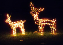 A pair of Christmas deer light display stands together to light up the night sky with white decorative Christmas lights to light up the night and green grass and add some warmth, fun and cheer to the holidays to bring the magic of Christmas to friends and neighbors. 