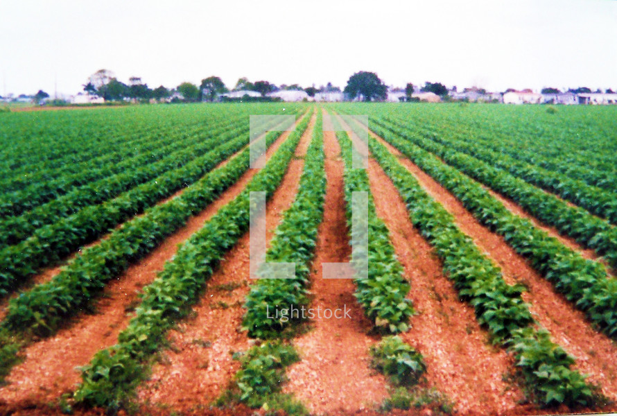 rows of crops on  farm land 