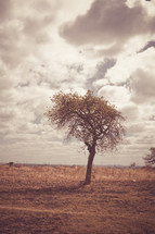 Solitary tree in a field on a cloudy day.