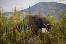 An elephant eating. 