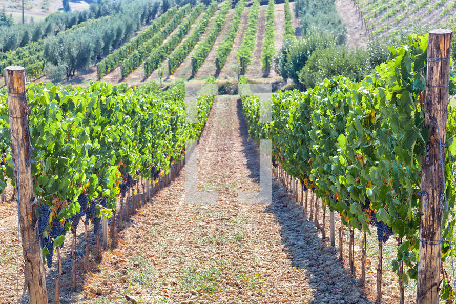 Tuscan vineyard with red grapes ready for harvest