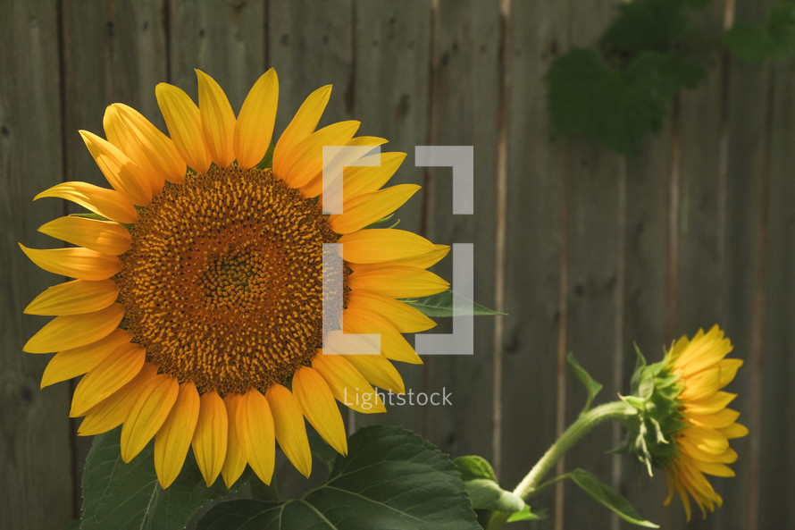 yellow sunflowers and wood fence 