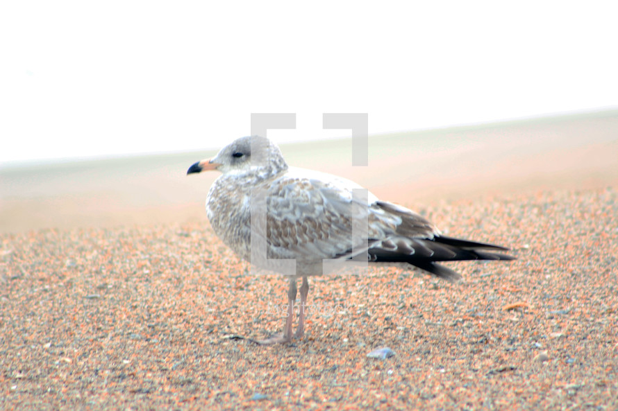 A closeup photo of a lone Sea Gull waiting for the tide to roll in the early morning seashore along the Atlantic Ocean off the coast of Florida on Amelia Island.  Thousands of Sea Gulls wade along the seashore looking for food from the sea or tourists passing by to feed them for the day as they fish for food along the shoreline of the beach. 