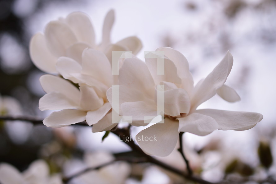 white magnolia blossom in the tree up close