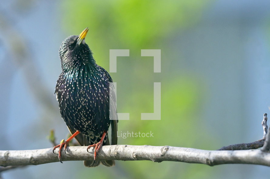 Close up of a Starling on brunch in spring time