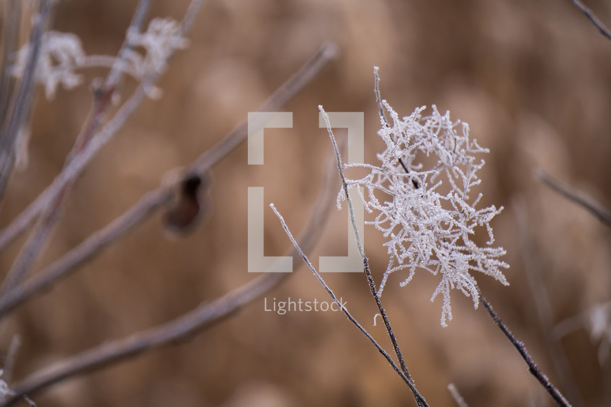 Frozen plant close-up