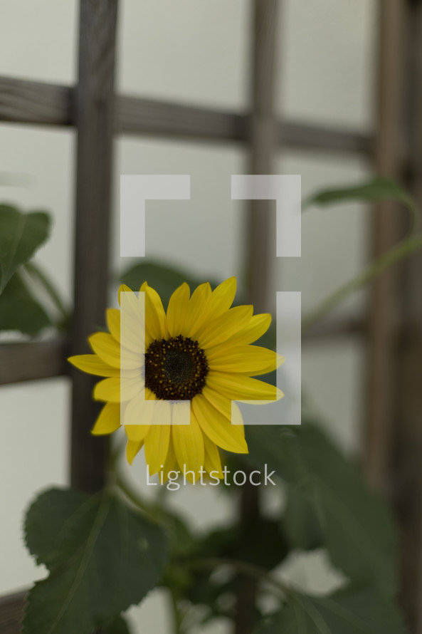 Yellow flower growing on a trellis