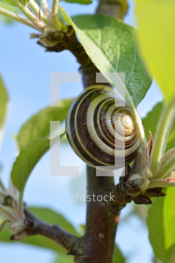snail on a branch 