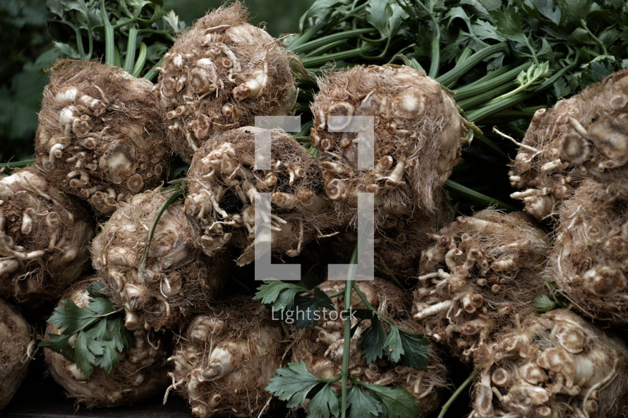 pile of celery roots